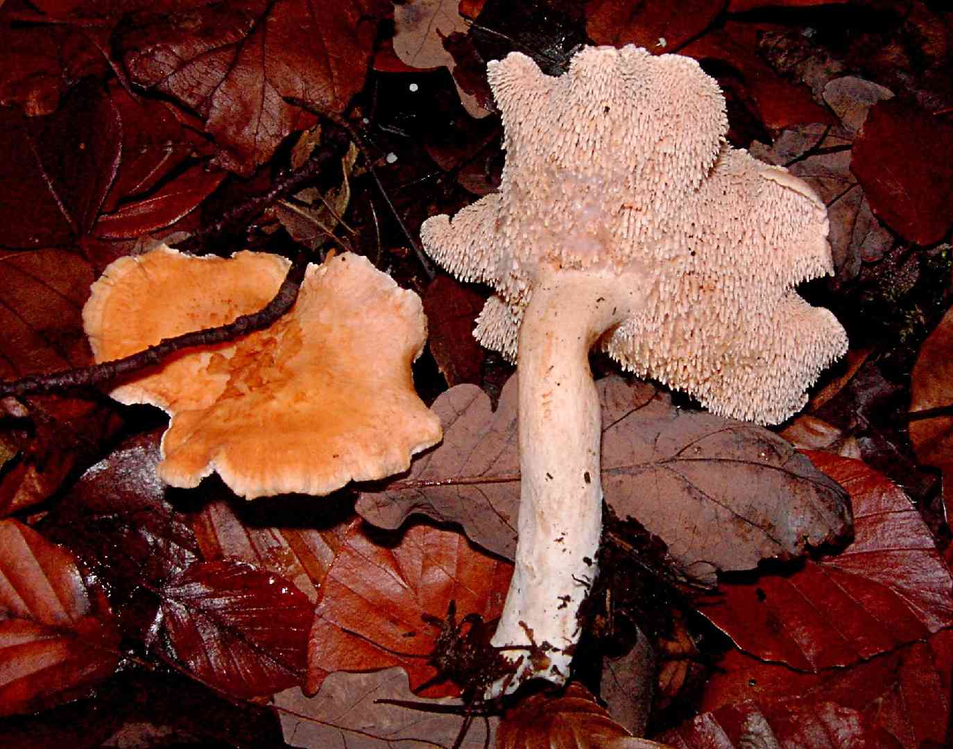 Terracotta hedgehog (Hydnum rufescens) thumbnail 2