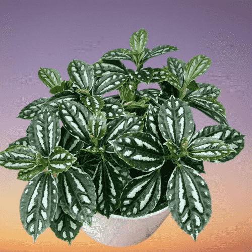 Aluminum plant