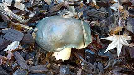 Pungent slippery jack (Suillus pungens) thumbnail 2