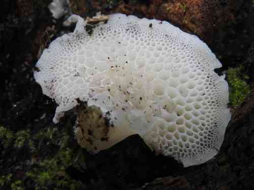 Favolaschia pustulosa