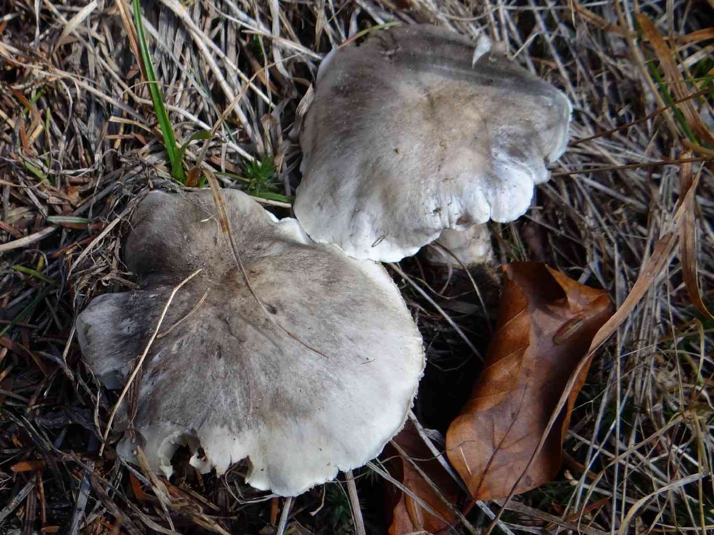 Beech knight (Tricholoma sciodes) thumbnail 3