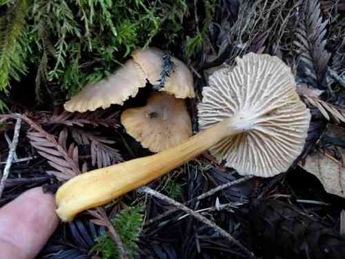 Yellowfoot (Craterellus tubaeformis) thumbnail 2