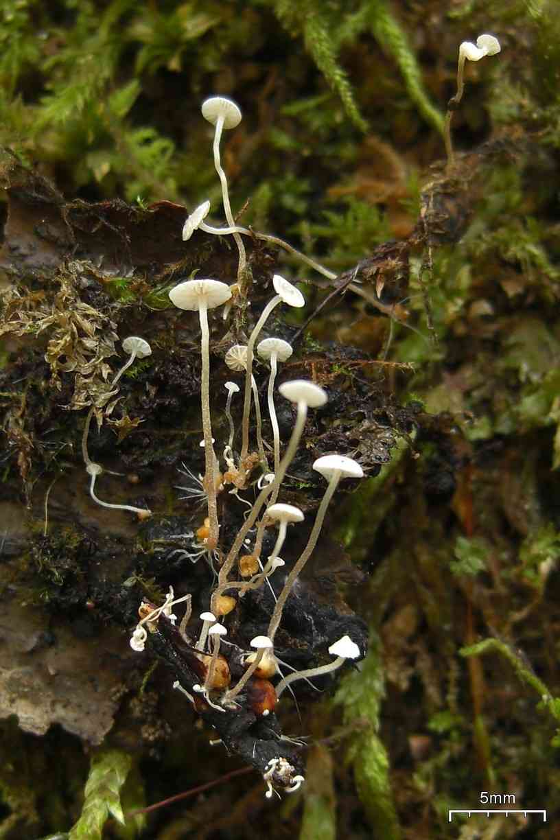 Lentil shanklet (Collybia tuberosa) thumbnail 2