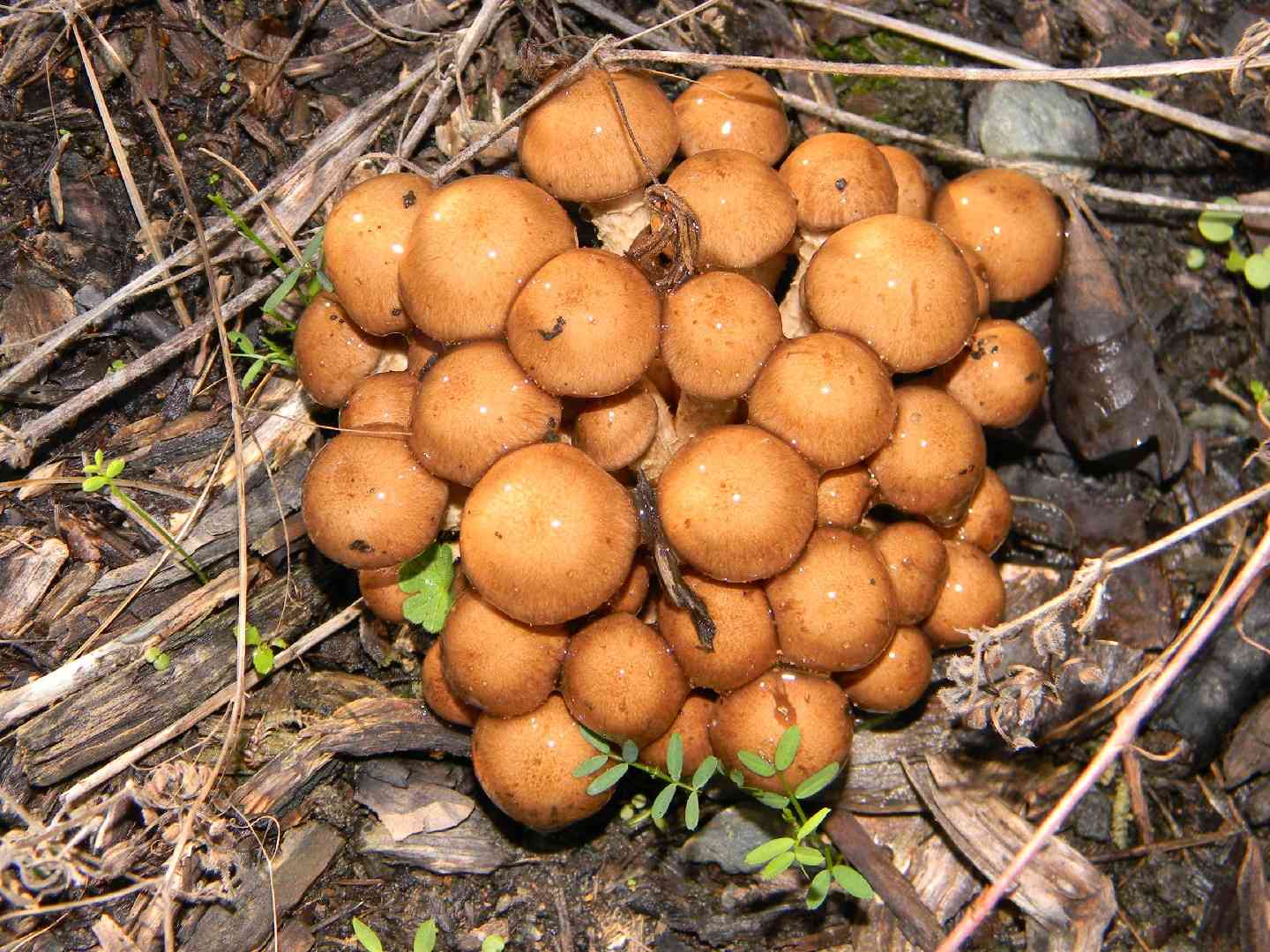 Ground Pholiota (Pholiota terrestris) thumbnail 3