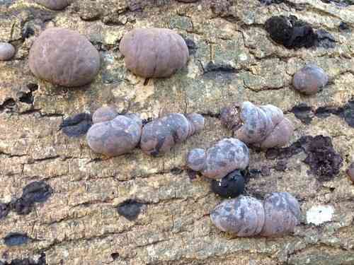 King Alfred's cake (Daldinia concentrica) thumbnail 2