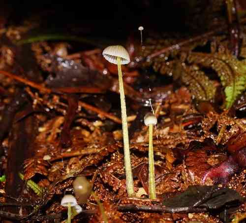 Yellowleg bonnet (Mycena epipterygia) thumbnail 2