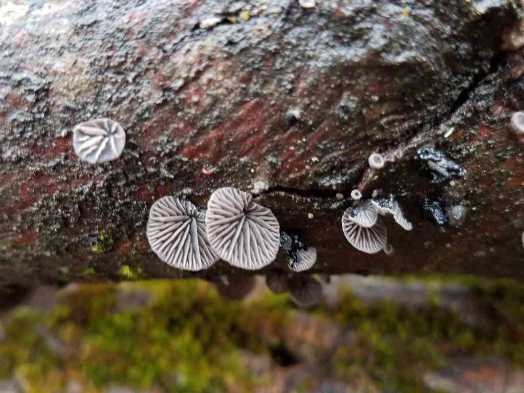 Resupinatus alboniger (Resupinatus alboniger) thumbnail 1