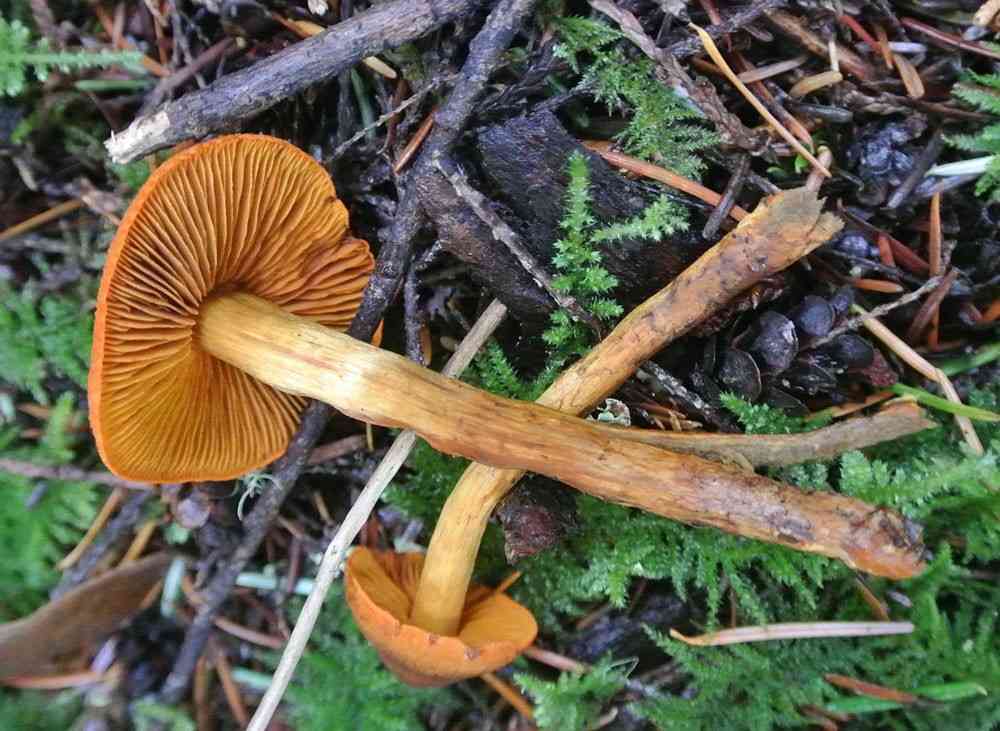 Concybe aurea (Conocybe aurea) thumbnail 2