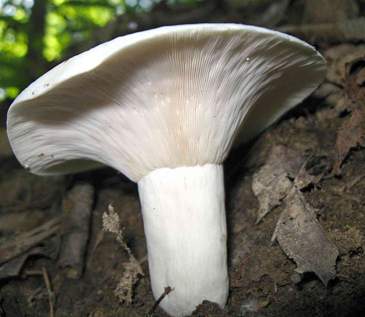 Peppery milk cap