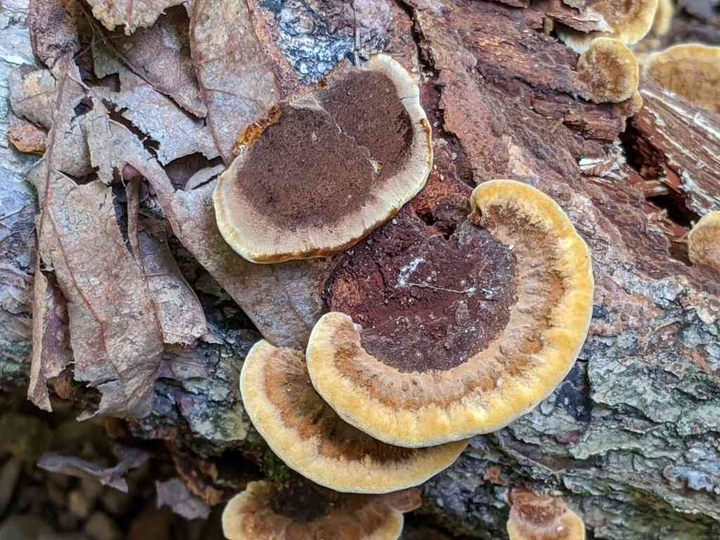 Mustard yellow polypore (Phellinus gilvus) thumbnail 2