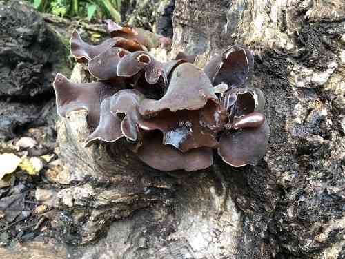 Wood ear (Auricularia cornea) thumbnail 2