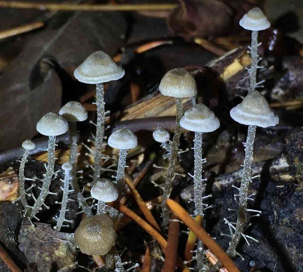 Branched collybia (Dendrocollybia racemosa) thumbnail 1