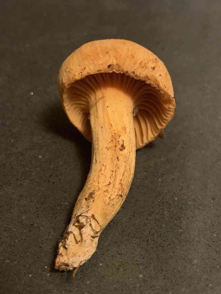 Woolly pine spike (Chroogomphus tomentosus) thumbnail 1