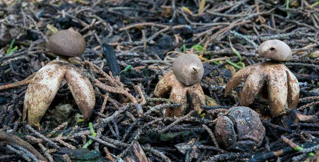 Acrobatic earthstar (Geastrum fornicatum) thumbnail 3