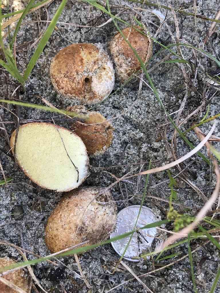 Rhizopogon nigrescens (Rhizopogon nigrescens) thumbnail 2