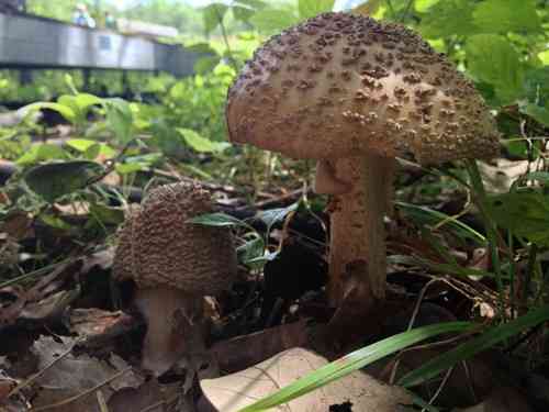 Blusher (Amanita rubescens) thumbnail 2