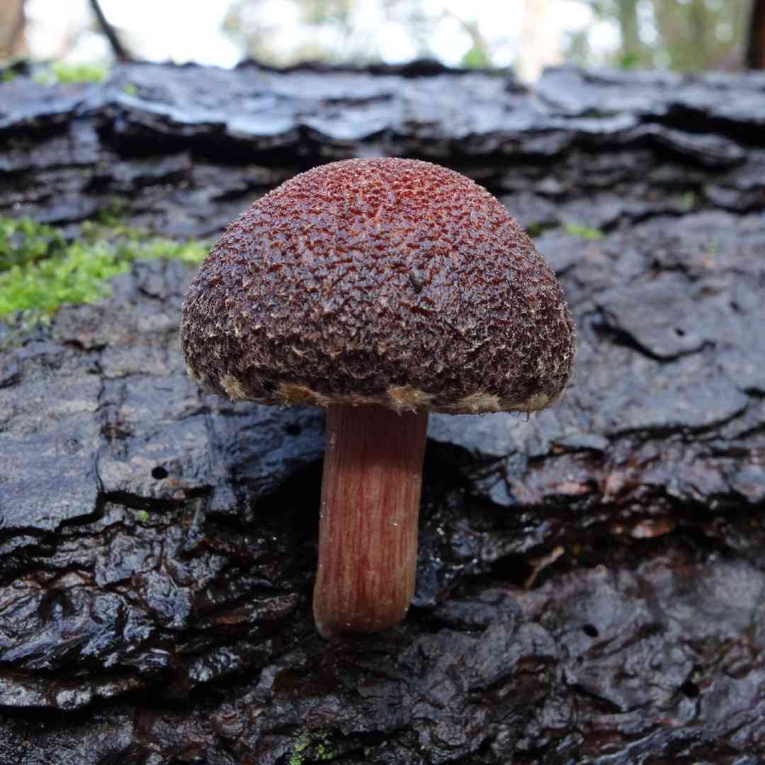 Magenta rustgill