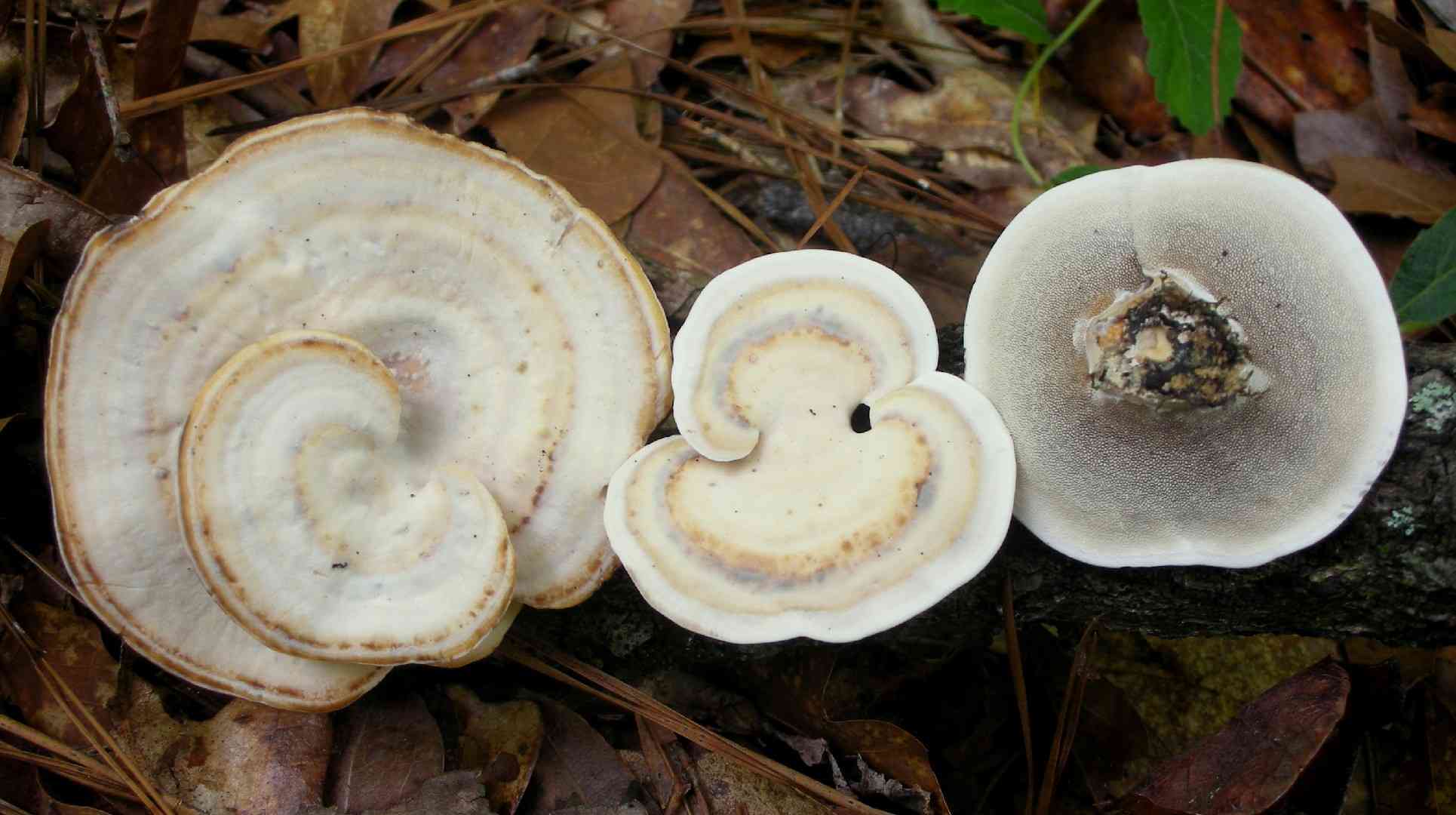 Kidney-shaped tooth (Mycorrhaphium adustum) thumbnail 1