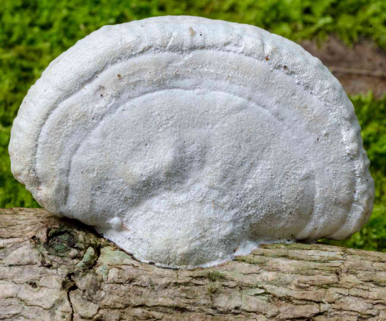 Birch mazegill (Lenzites betulina) thumbnail 2