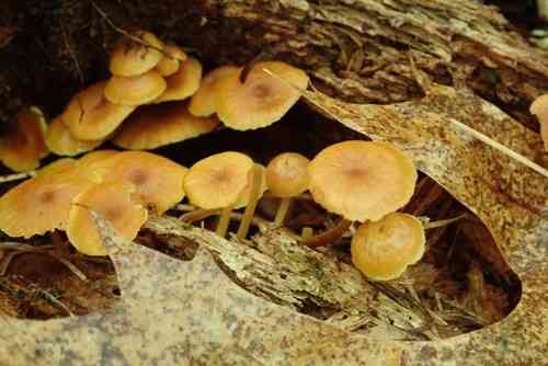 Pinelitter gingertail (Xeromphalina cauticinalis) thumbnail 2