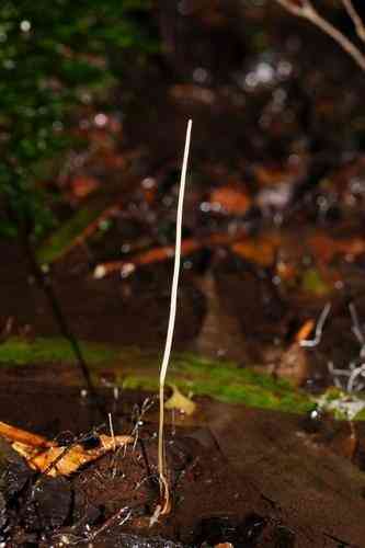 Slender club (Macrotyphula juncea) thumbnail 2