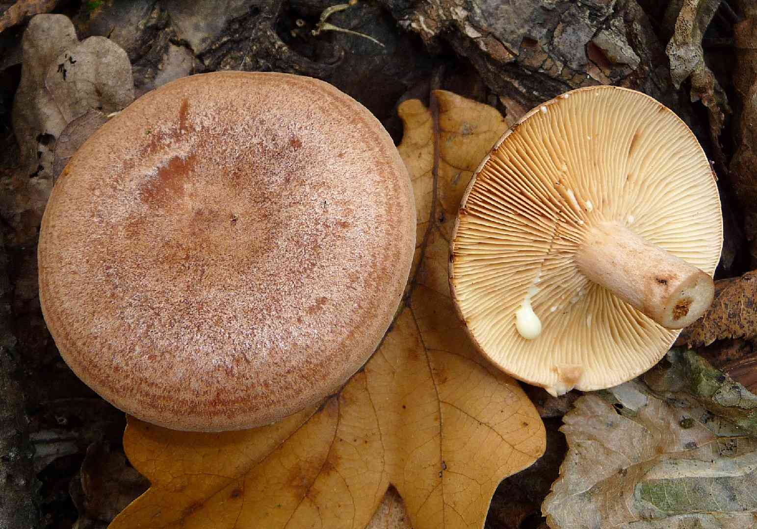 Oak milkcap