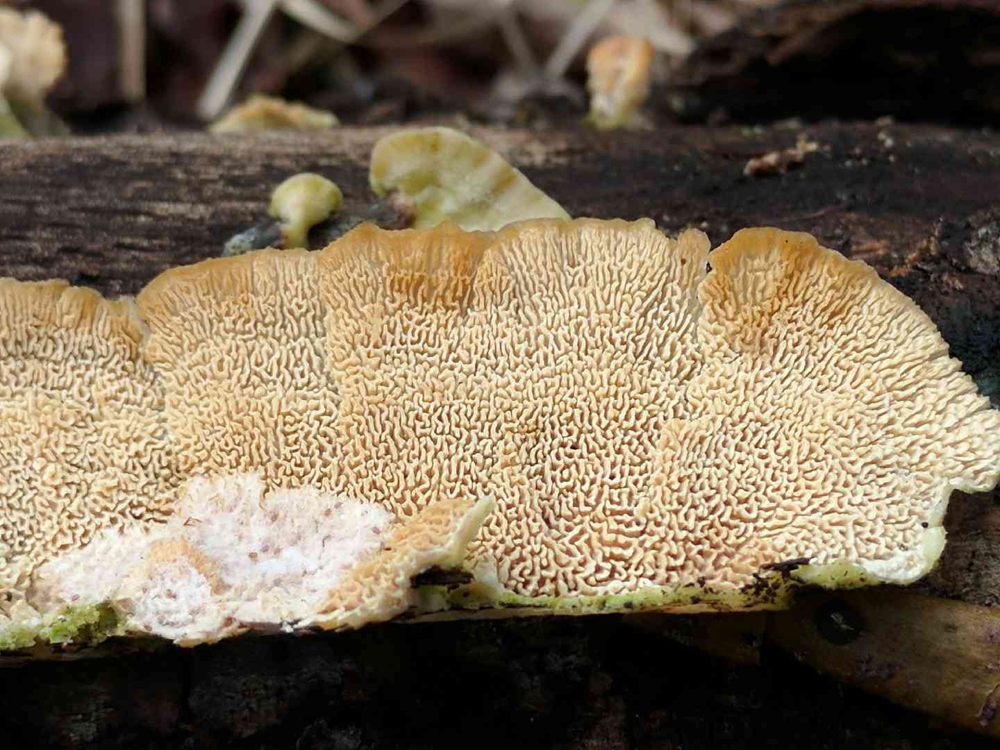 Trametes villosa (Trametes villosa) thumbnail 1