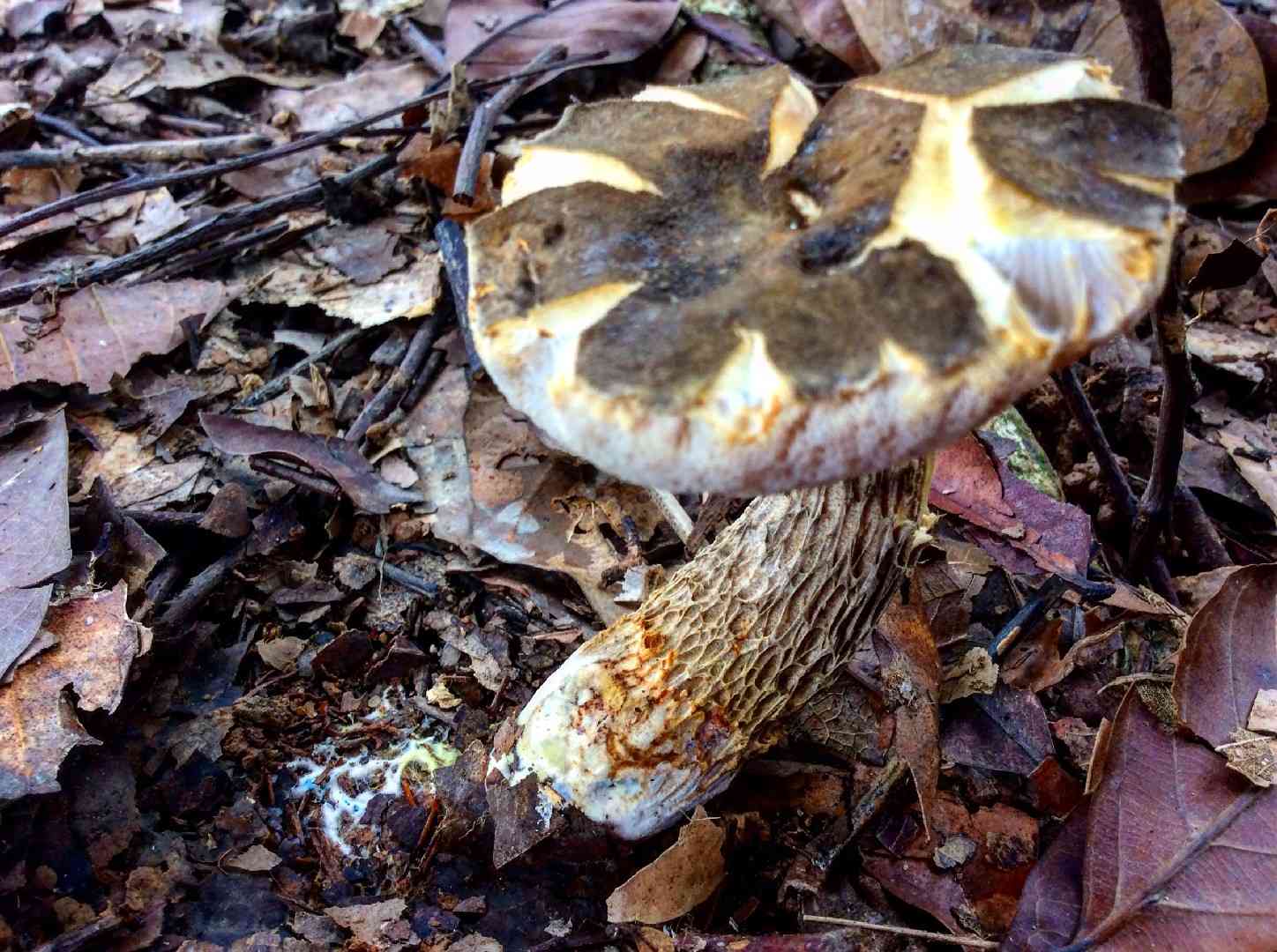 Suillus reticulatus (Suillus reticulatus) thumbnail 1