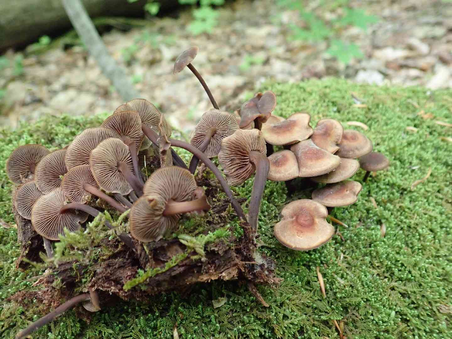 Gymnopus alkalivirens (Gymnopus alkalivirens) thumbnail 3