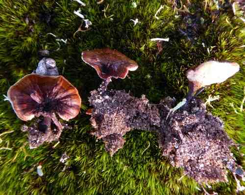 Shiny cinnamon polypore (Coltricia cinnamomea) thumbnail 2