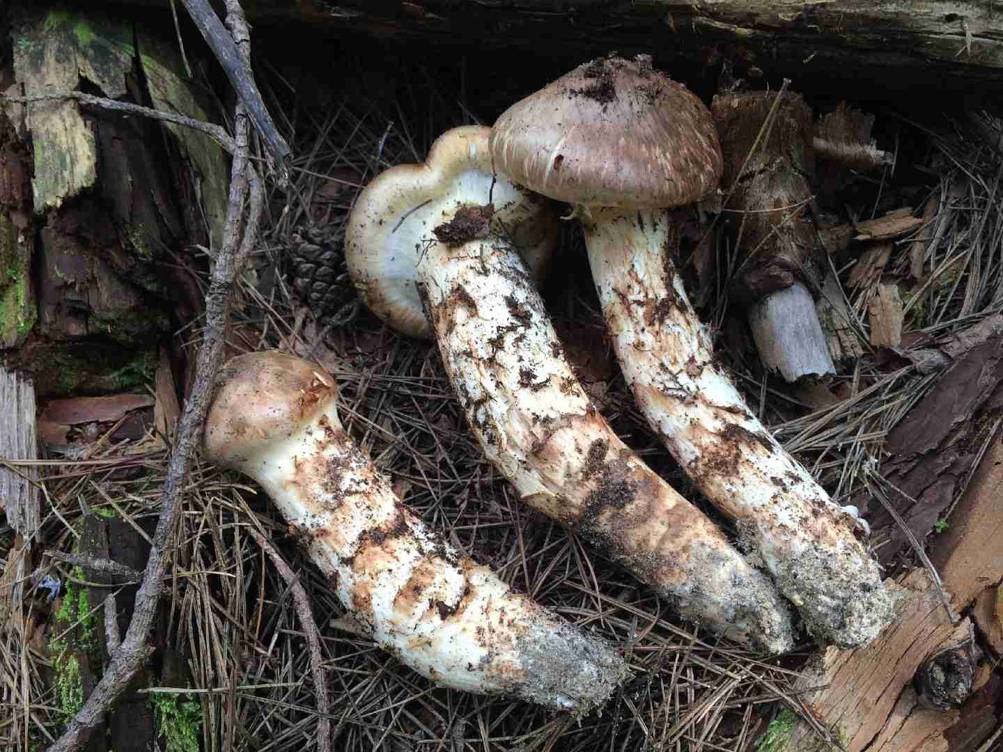 Matsutake