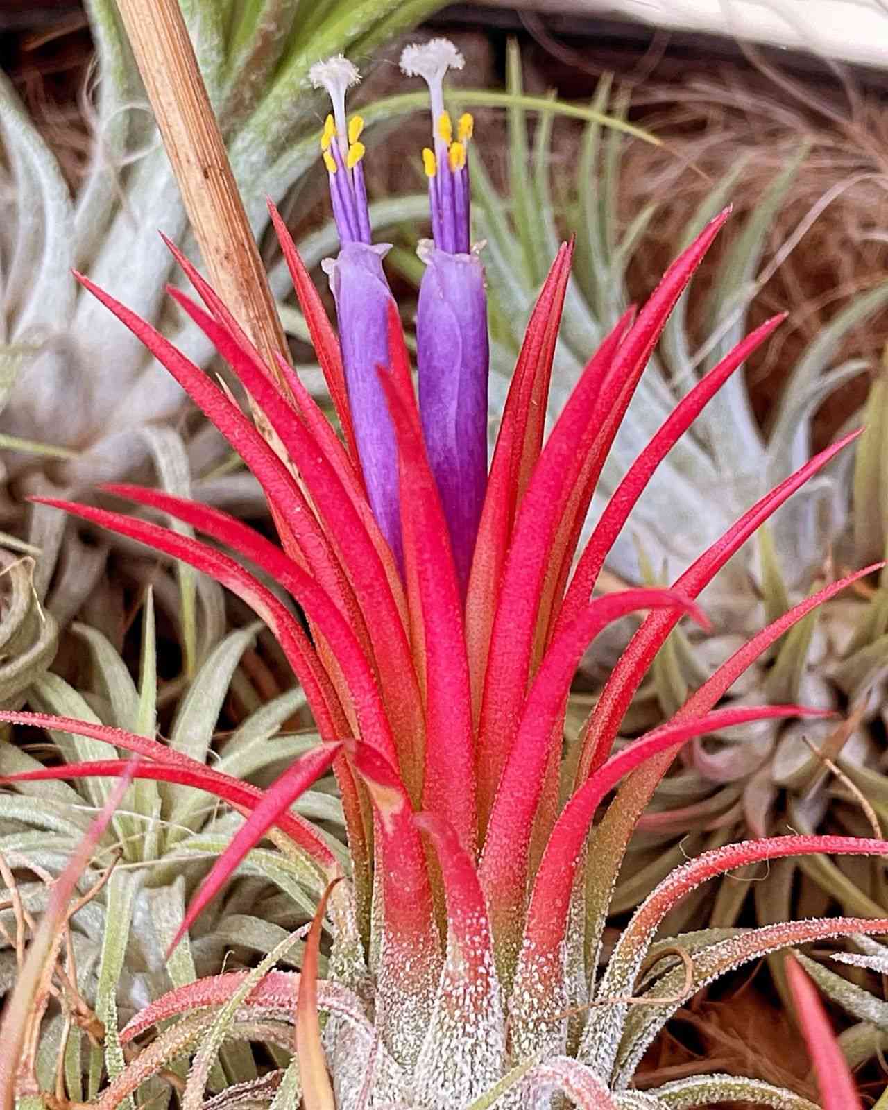 Sky plant