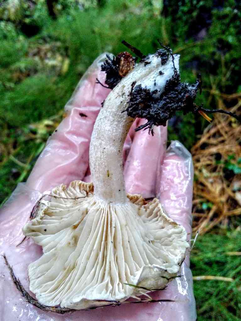 Sweet woodwax (Hygrophorus hedrychii) thumbnail 2