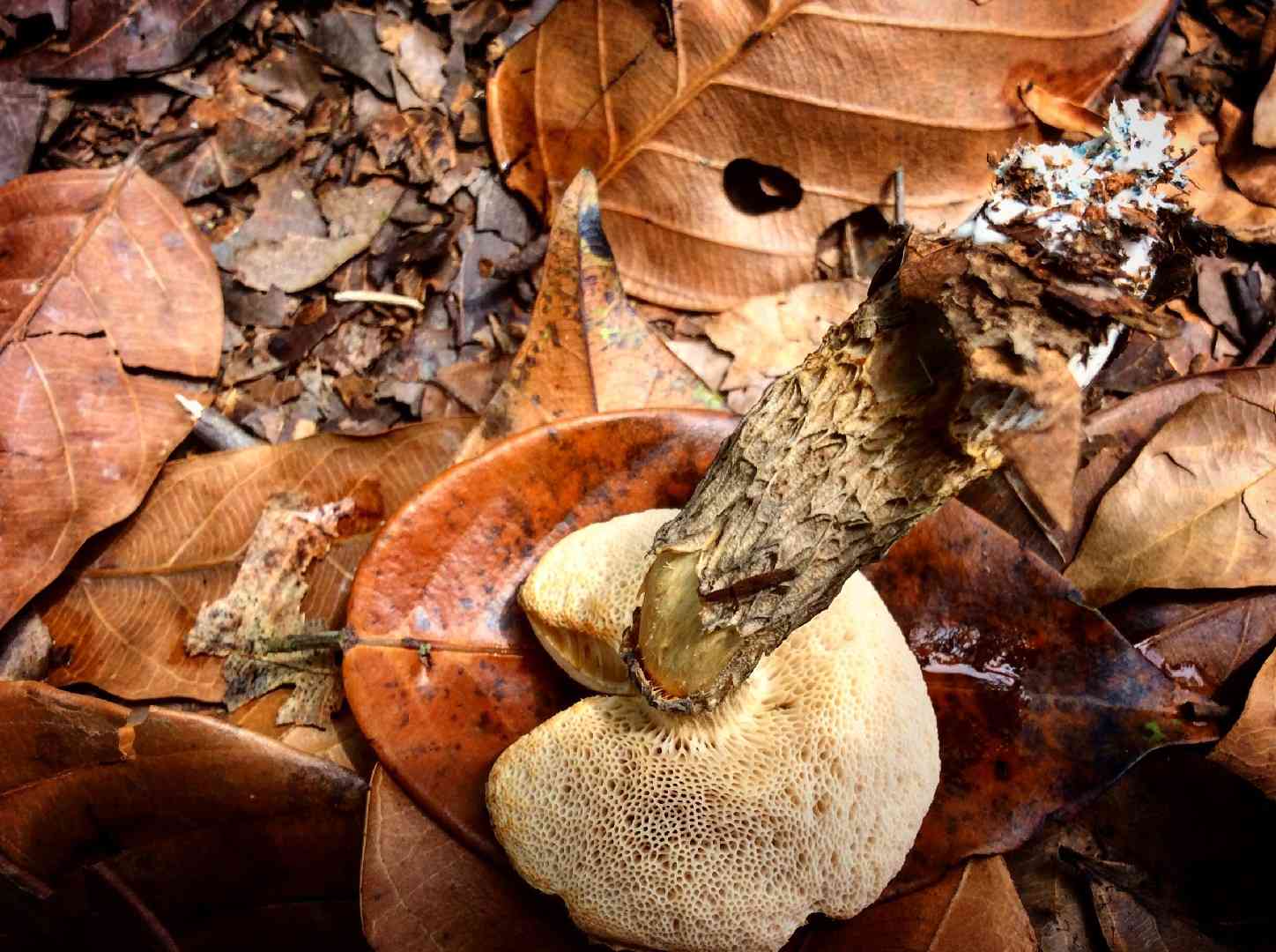 Suillus reticulatus (Suillus reticulatus) thumbnail 2
