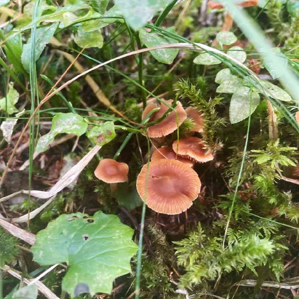 Blunt webcap (Cortinarius obtusus) thumbnail 1