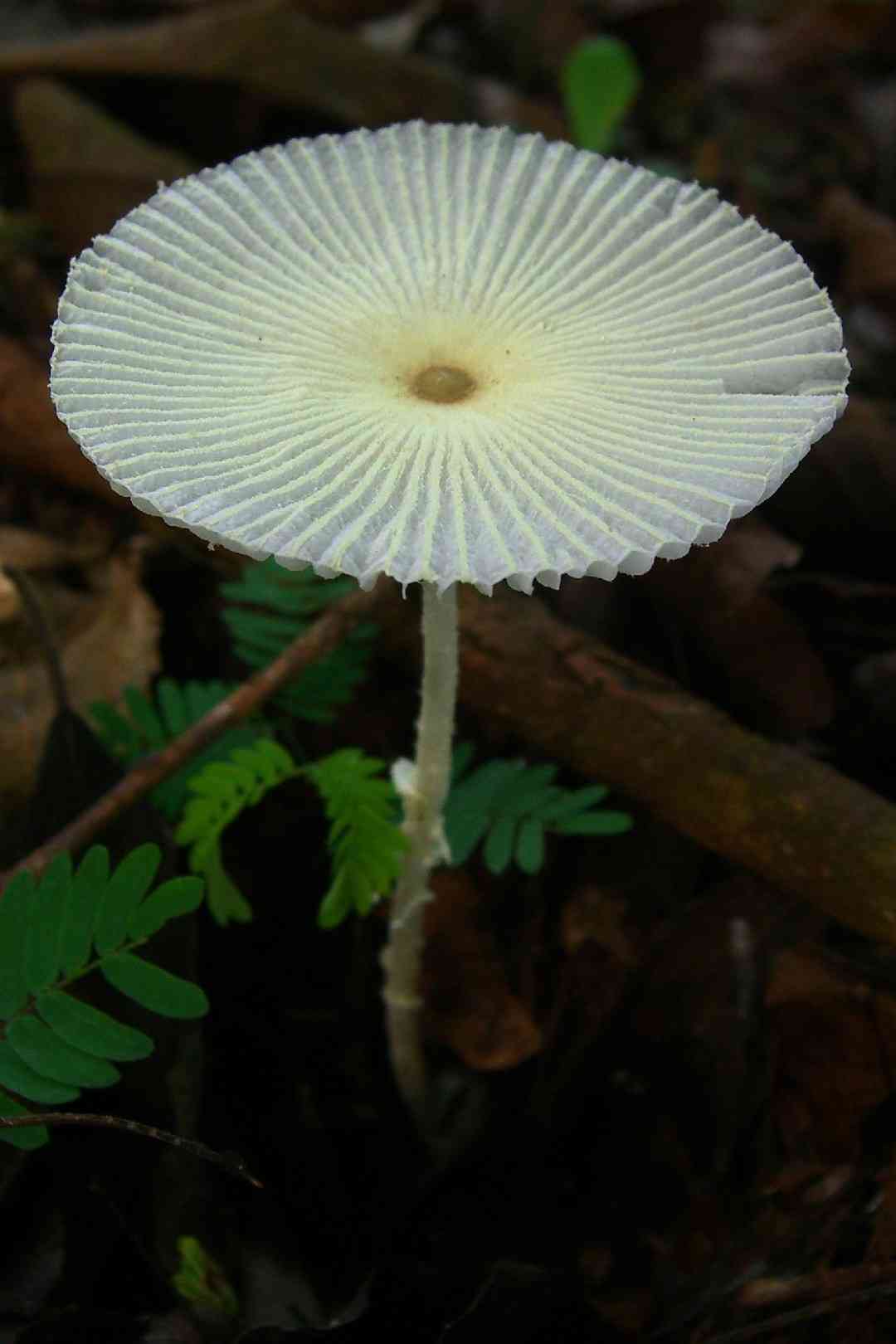Fragile dapperling (Leucocoprinus fragilissimus) thumbnail 1