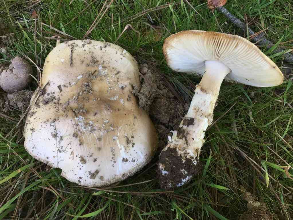 Panther cap (Amanita pantherina) thumbnail 2