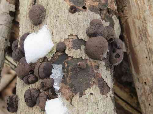 Carbon balls (Daldinia childiae) thumbnail 3