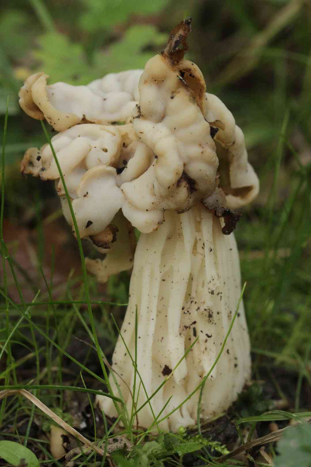 White saddle (Helvella crispa) thumbnail 3
