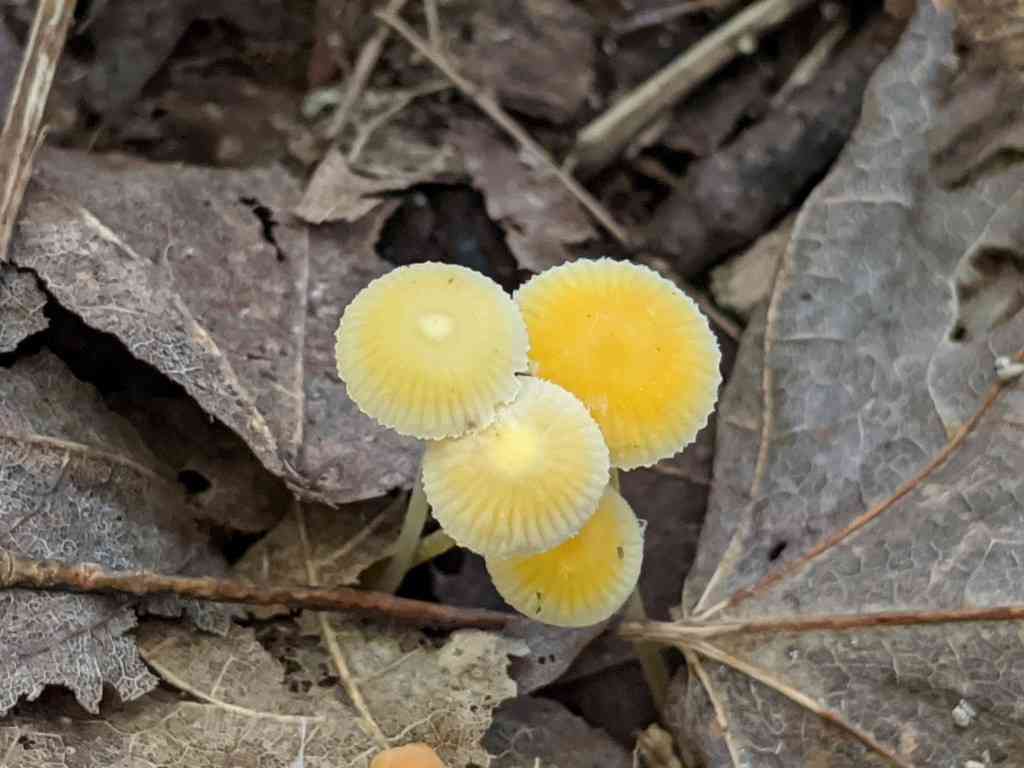 Walnut mycena (Mycena crocea) thumbnail 3
