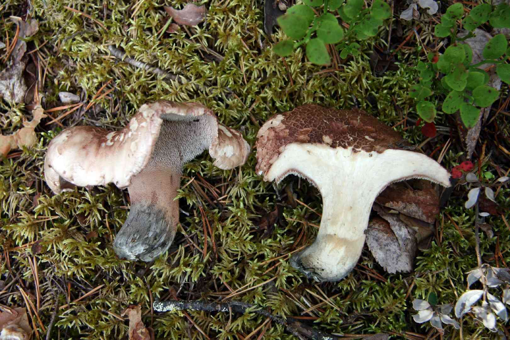 Bitter tooth (Sarcodon scabrosus) thumbnail 1