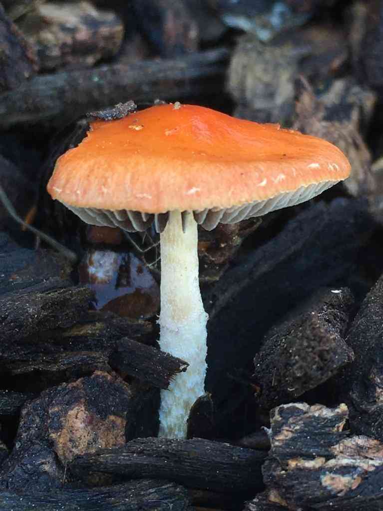 Redlead roundhead (Leratiomyces ceres) thumbnail 2