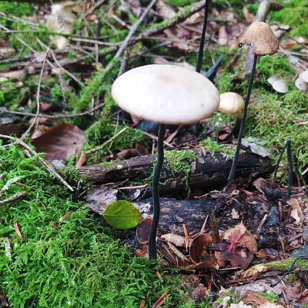 Garlic parachute (Mycetinis alliaceus) thumbnail 1