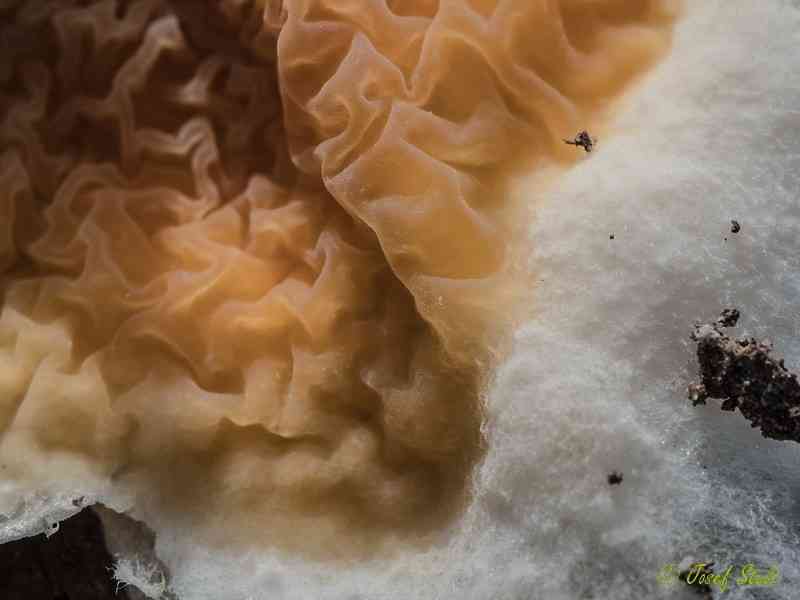 Leucogyrophana mollusca (Leucogyrophana mollusca) thumbnail 2