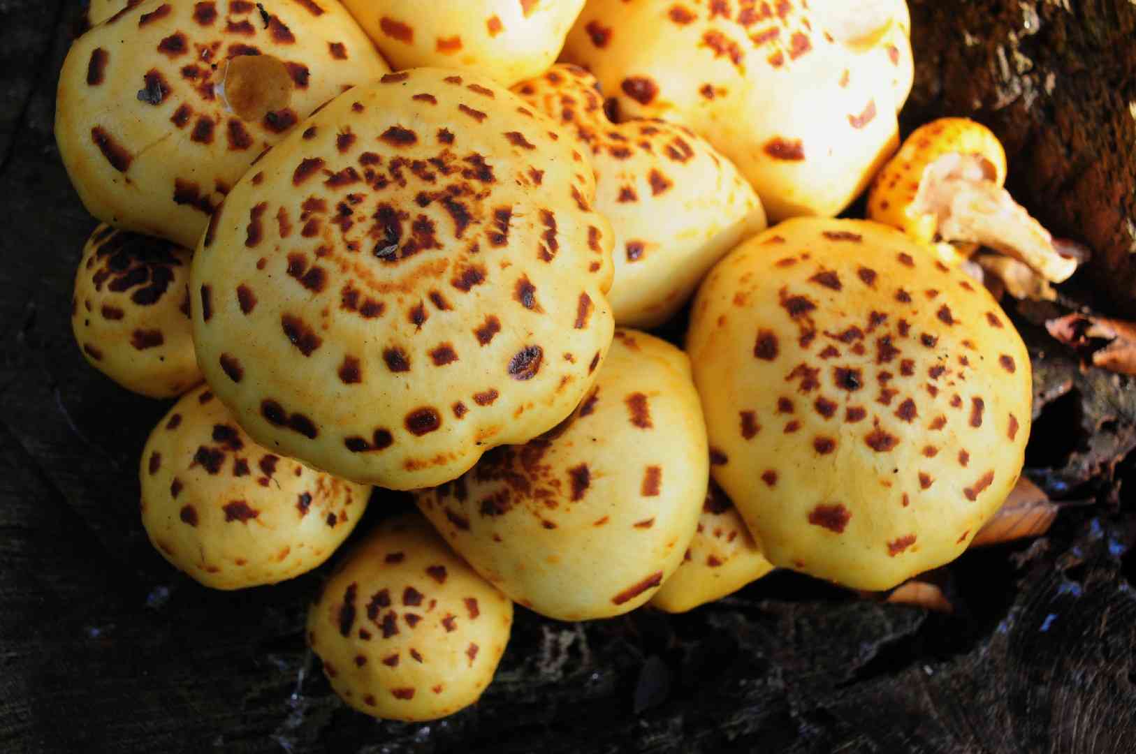 Pholiota adiposa
