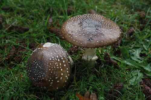 Panther cap (Amanita pantherina) thumbnail 3