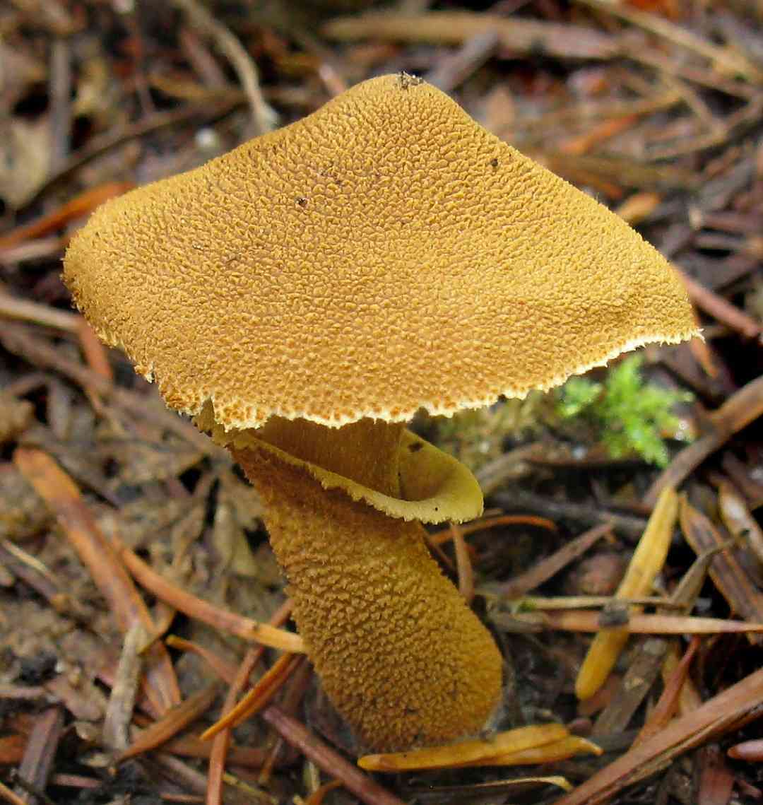 Conifer Cystoderma (Cystoderma fallax) — Mushroom Guide | ForwardPlant