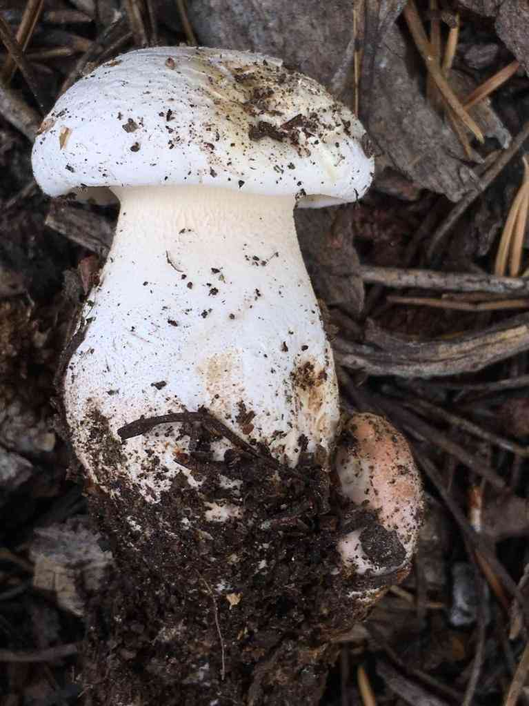 Giant sawgill (Neolentinus ponderosus) thumbnail 3