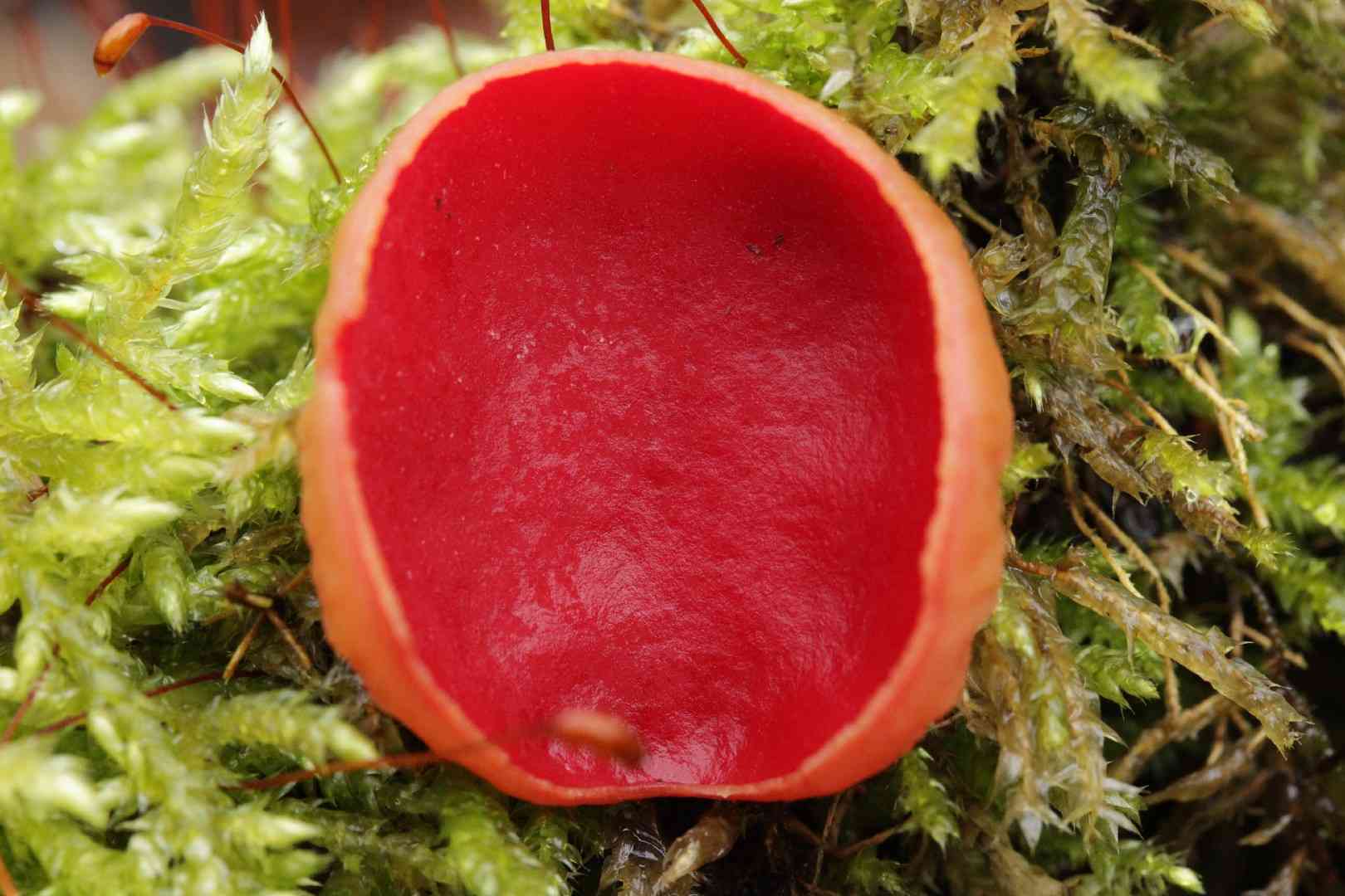 Scarlet cup