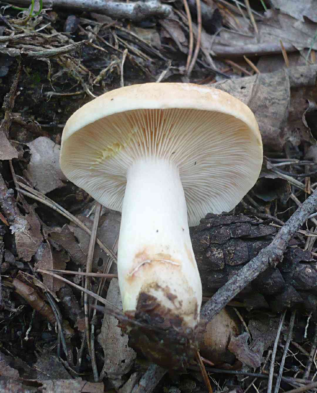 Yellowdrop milkcap (Lactarius chrysorrheus) thumbnail 3